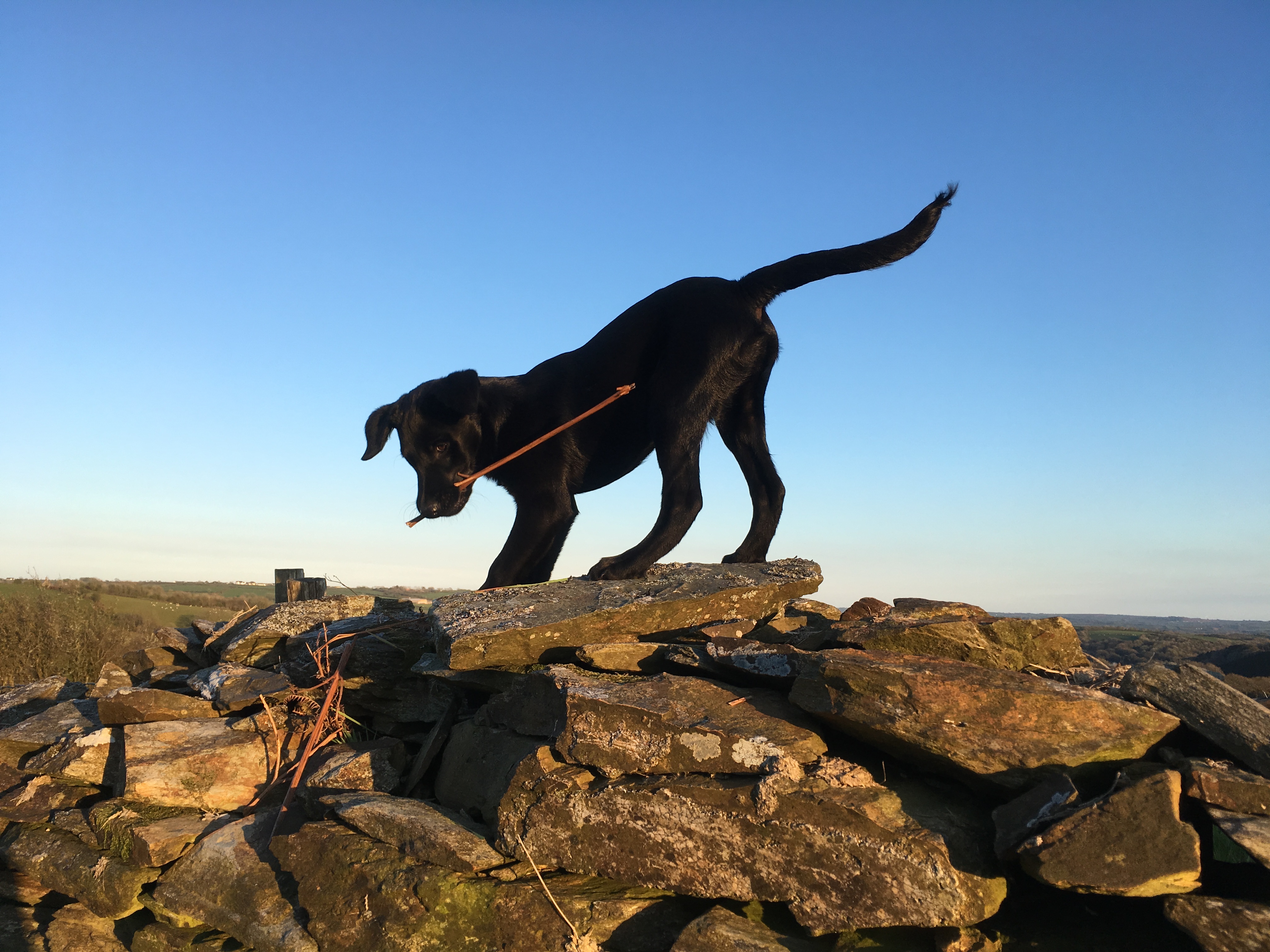 Evening walk