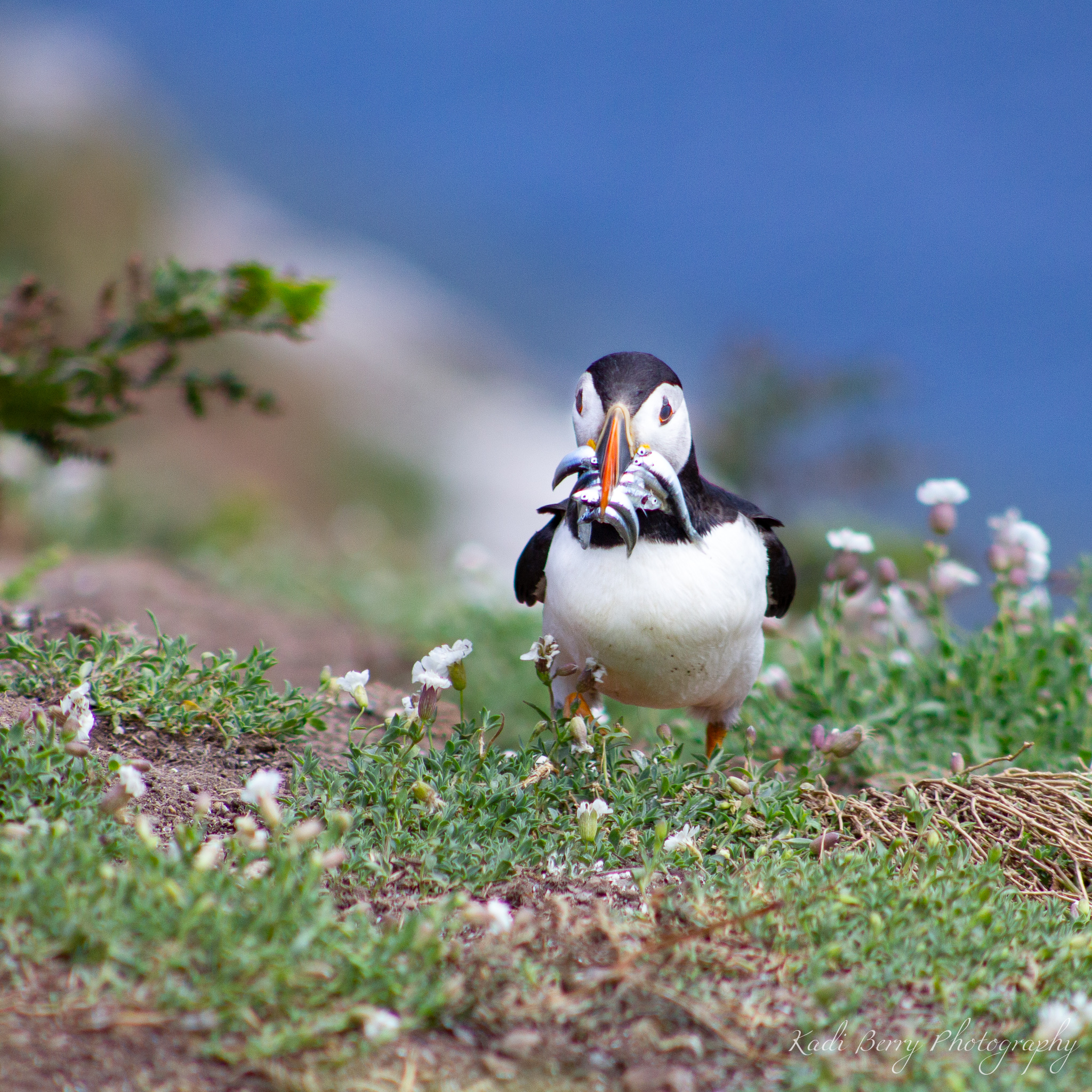 Puffins on Skomer Island